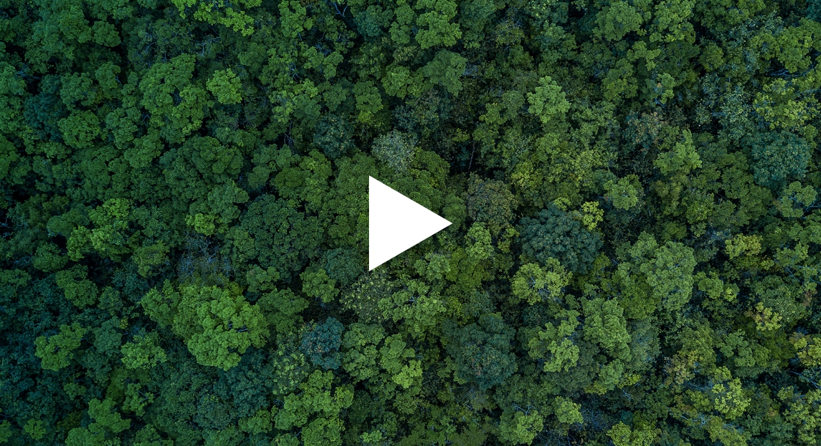 green forest video